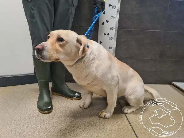 Znaleziono psa, Chełmek, 1 stycznia 2026