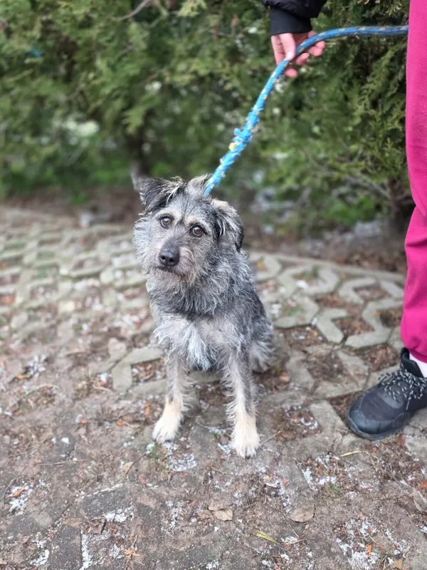 Pies do adopcji, Radom, 1 stycznia 2026 (2/5)