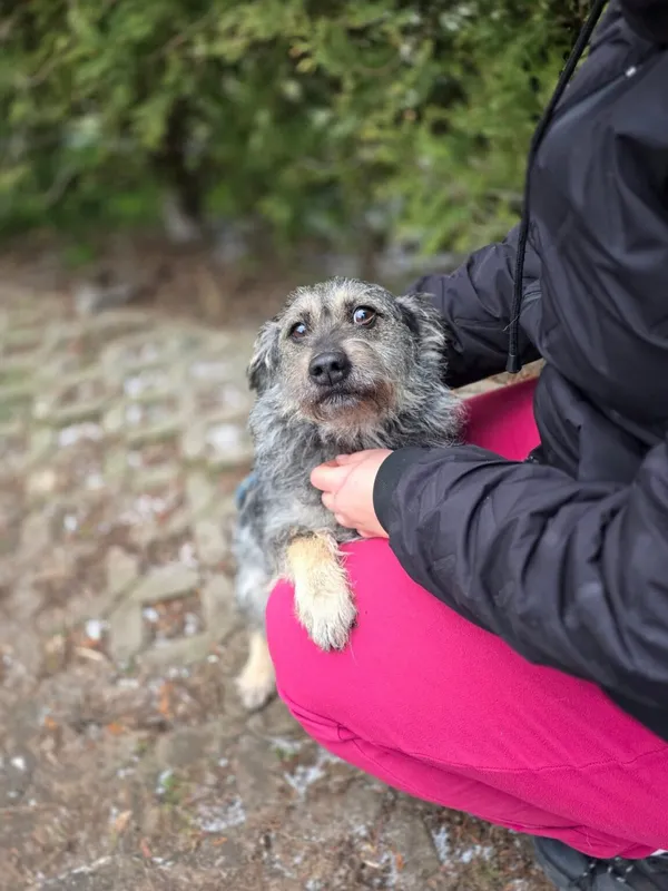 Pies do adopcji, Radom, 1 stycznia 2026 (3/5)