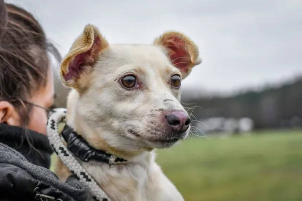 Pies do adopcji, Radom, 1 stycznia 2026 (1/5)