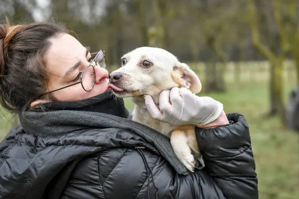 Pies do adopcji, Radom, 1 stycznia 2026 (2/5)