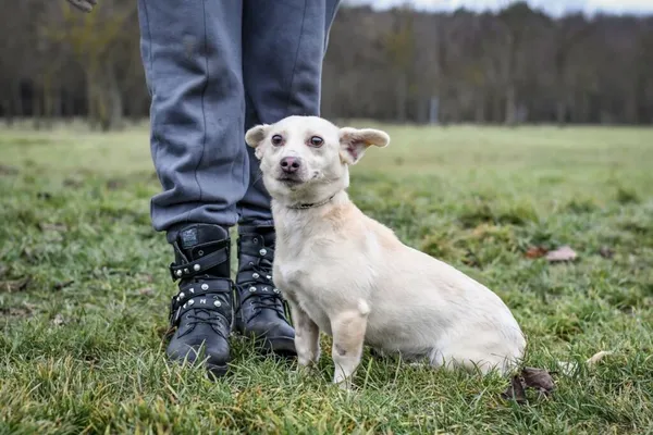 Pies do adopcji, Radom, 1 stycznia 2026 (3/5)