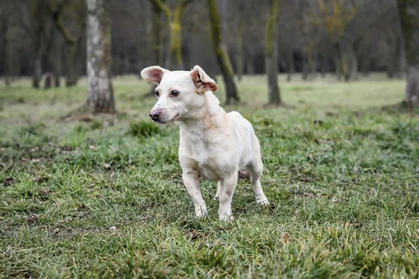 Pies do adopcji, Radom, 1 stycznia 2026 (4/5)