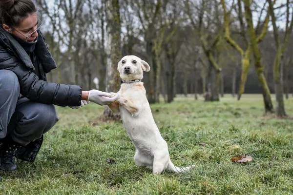 Pies do adopcji, Radom, 1 stycznia 2026 (5/5)