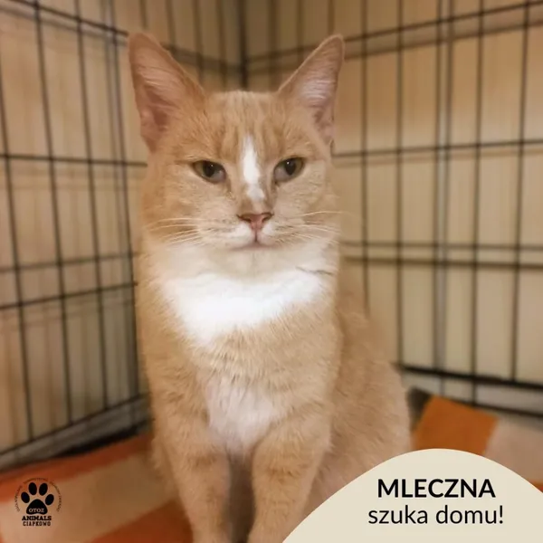 Kot do adopcji, Gdynia, 1 stycznia 2026 (1/3)