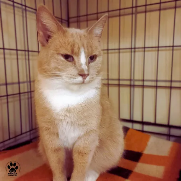 Kot do adopcji, Gdynia, 1 stycznia 2026 (2/3)