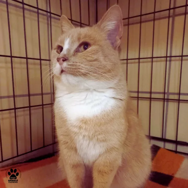 Kot do adopcji, Gdynia, 1 stycznia 2026 (3/3)