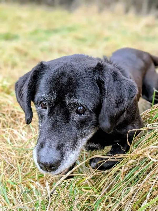 Znaleziono psa, Żywiec, 1 stycznia 2026 (1/5)