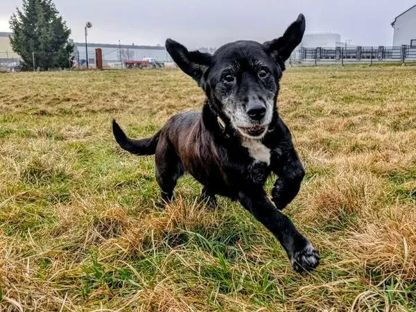 Znaleziono psa, Żywiec, 1 stycznia 2026 (3/5)