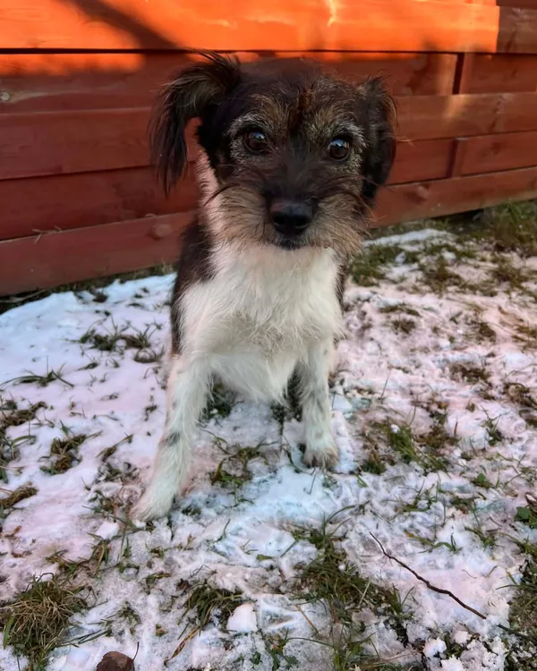 Znaleziono psa, Czartki, 2 stycznia 2026