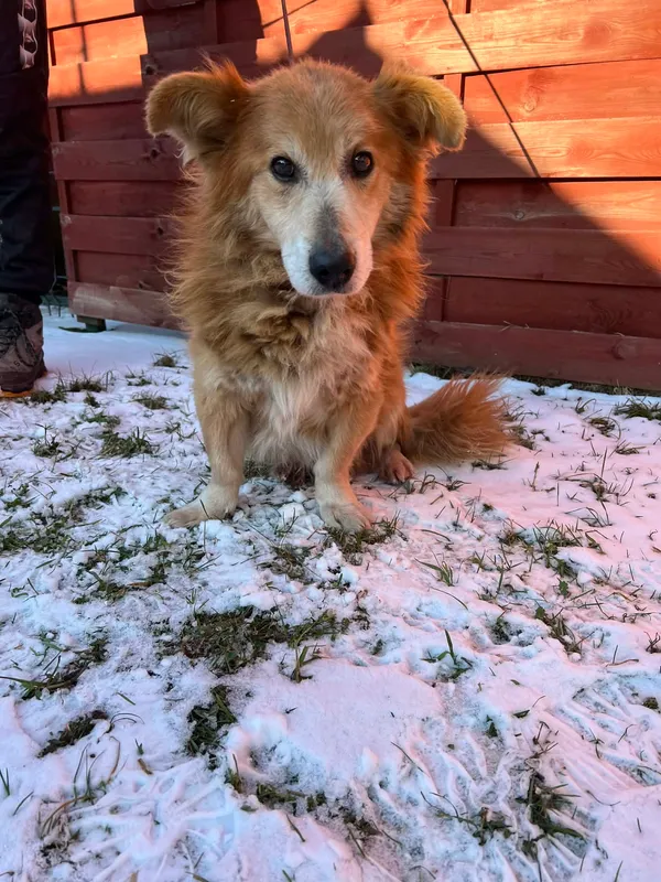 Znaleziono psa, Czartki, 2 stycznia 2026