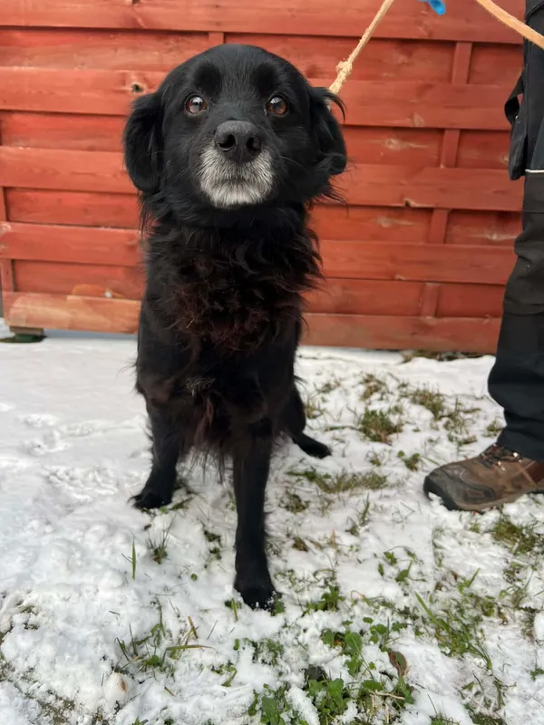 Znaleziono psa, Czartki, 2 stycznia 2026