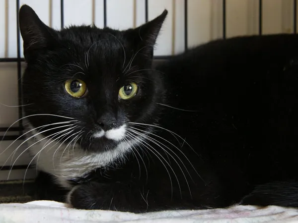 Znaleziono kota, Sosnowiec, 30 grudnia 2025