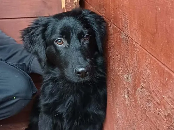 Pies do adopcji, Gorzów Wielkopolski, 27 grudnia 2025