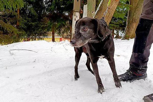 Pies do adopcji, Wałbrzych, 16 grudnia 2025 (2/2)