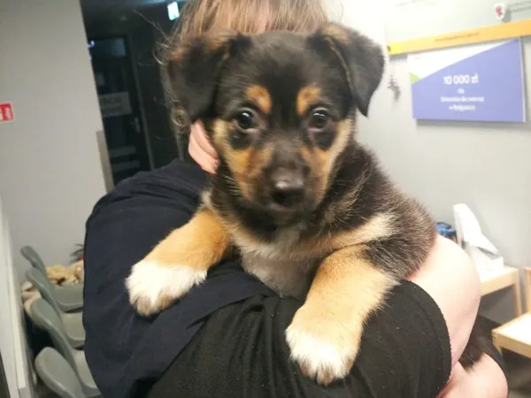 Znaleziono psa, Bydgoszcz, 31 grudnia 2025