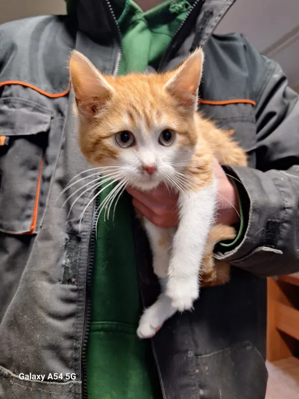 Kot do adopcji, Orzechowce, 2 stycznia 2026 (1/3)