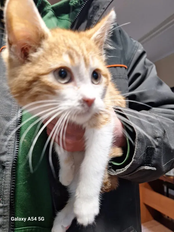 Kot do adopcji, Orzechowce, 2 stycznia 2026 (2/3)