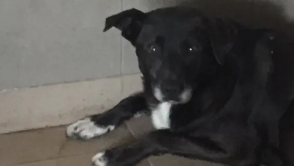 Pies do adopcji, Tatary, 30 sierpnia 2022 (1/2)