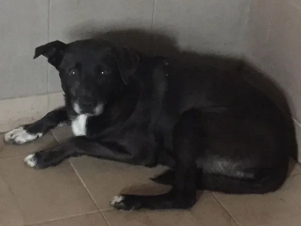 Pies do adopcji, Tatary, 30 sierpnia 2022 (2/2)