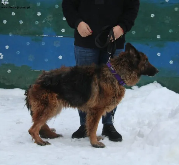 Pies do adopcji, Nowy Dwór Mazowiecki, 2 stycznia 2026 (3/5)