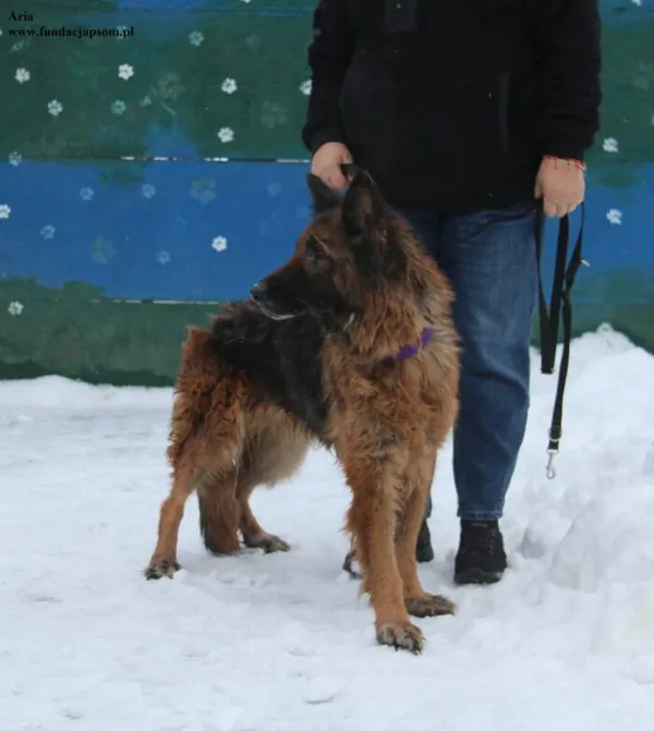 Pies do adopcji, Nowy Dwór Mazowiecki, 2 stycznia 2026 (4/5)