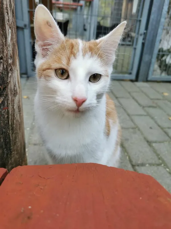 Kot do adopcji, Częstochowa, 13 lipca 2025 (1/4)