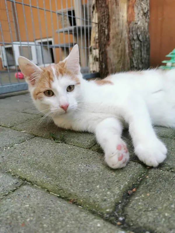 Kot do adopcji, Częstochowa, 13 lipca 2025 (3/4)