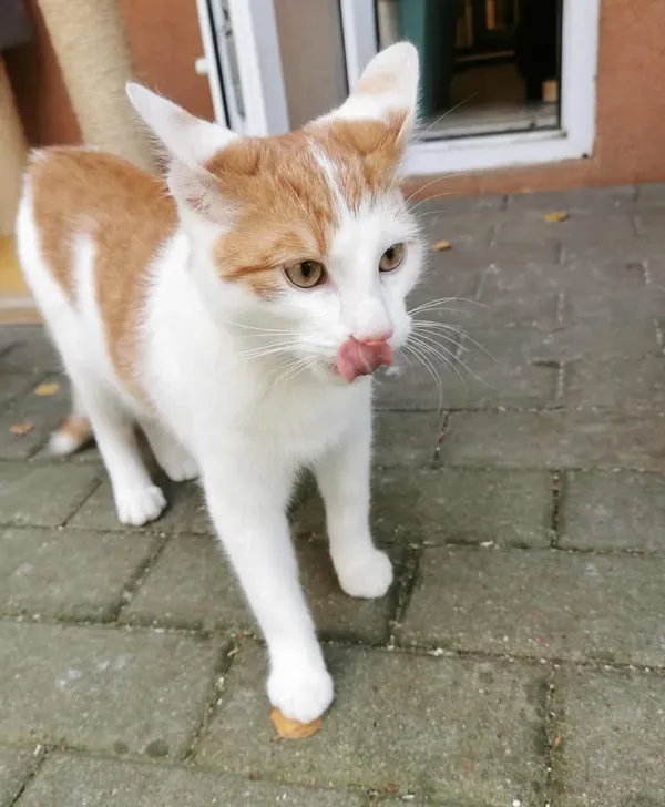 Kot do adopcji, Częstochowa, 13 lipca 2025 (4/4)