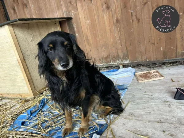 Pies do adopcji, Wolsztyn, 2 stycznia 2026