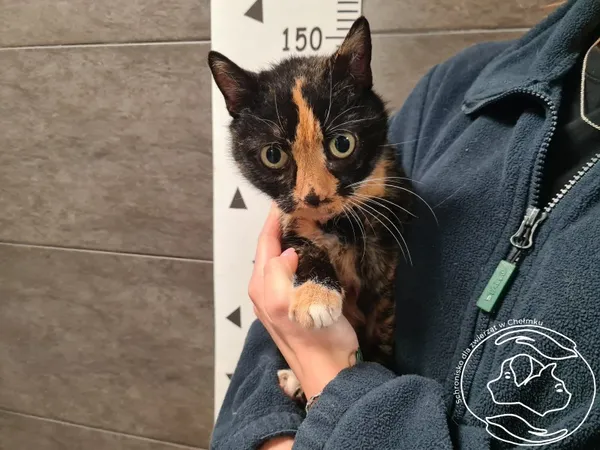 Znaleziono kota, Chełmek, 2 stycznia 2026