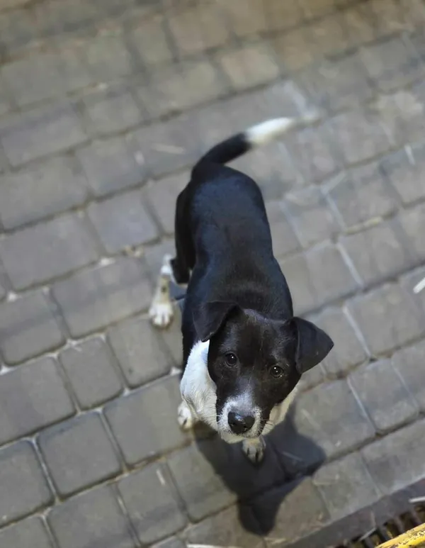 Pies do adopcji, Zgierz, 28 grudnia 2025 (4/4)