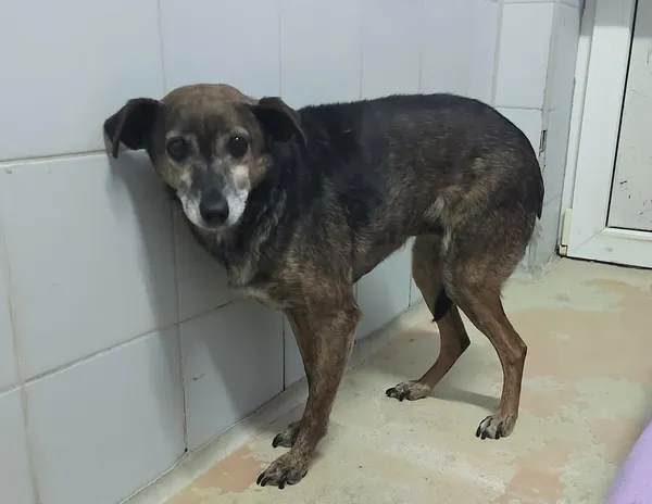 Znaleziono psa, Lublin, 1 stycznia 2026