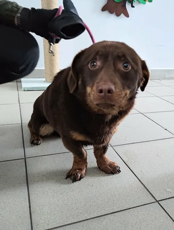 Znaleziono psa, Lublin, 2 stycznia 2026