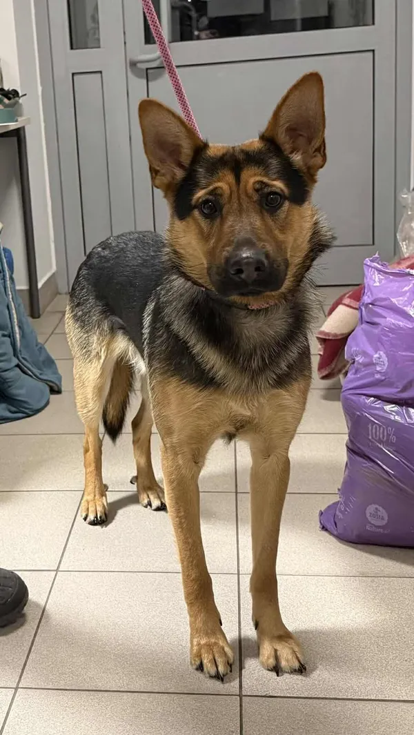 Znaleziono psa, Lublin, 2 stycznia 2026