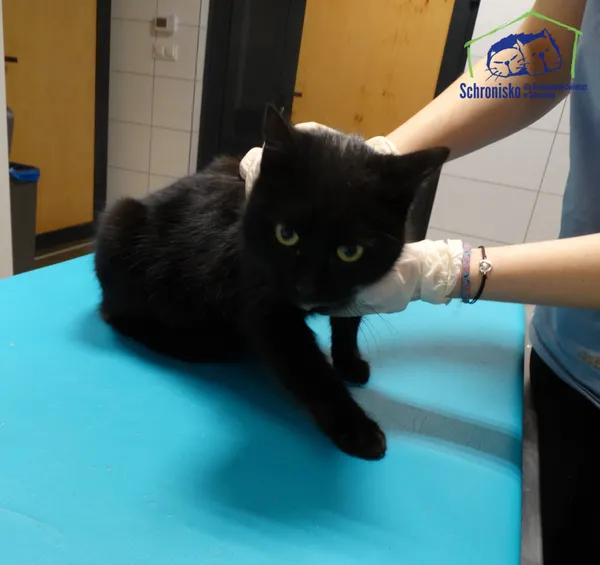 Znaleziono kota, Szczecin, 2 stycznia 2025