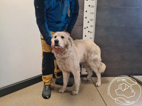 Znaleziono psa, Chełmek, 2 stycznia 2026