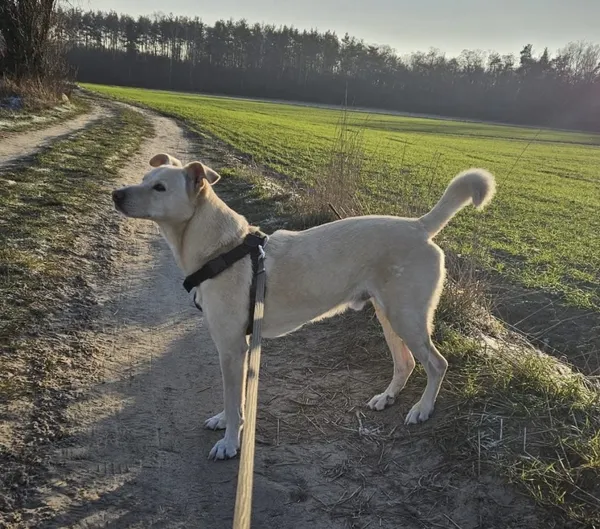 Zaginął pies, Łódź, 2 stycznia 2026