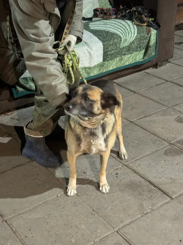 Pies do adopcji, Zgierz, 17 grudnia 2025 (1/2)