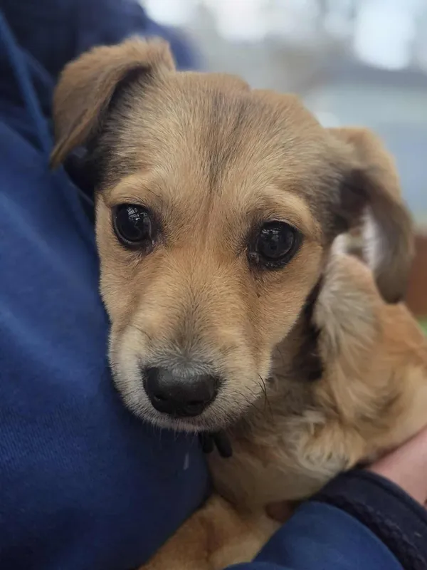 Pies do adopcji, Zgierz, 12 grudnia 2025 (3/5)