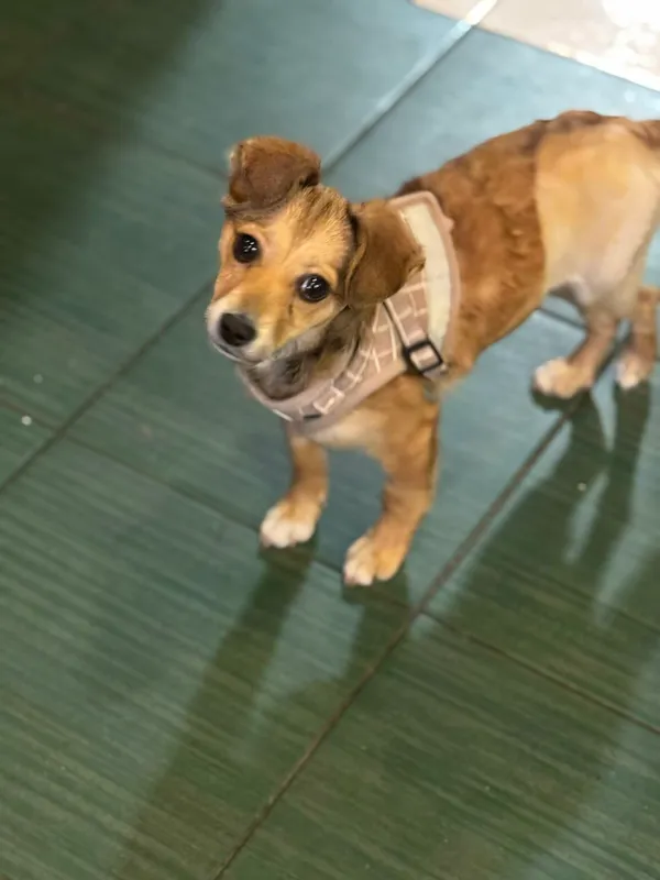 Pies do adopcji, Zgierz, 12 grudnia 2025 (4/5)