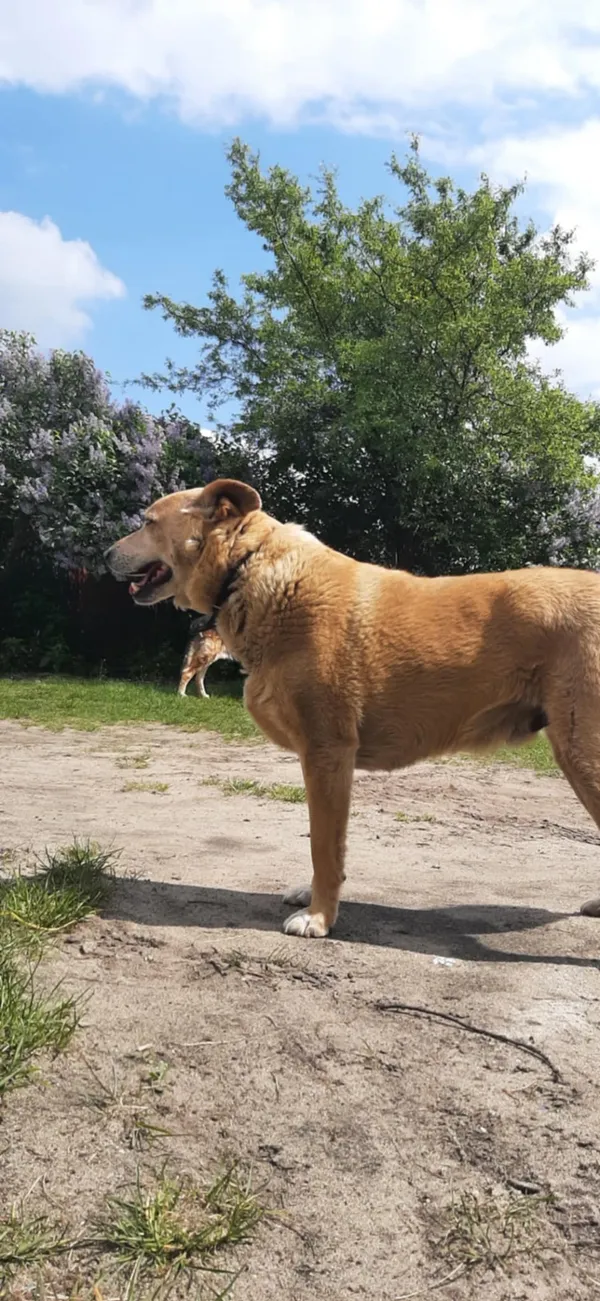 Zaginął pies, Łódź, 2 stycznia 2026