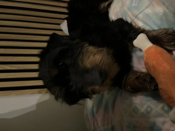 Zaginął pies, Łódź, 2 stycznia 2026