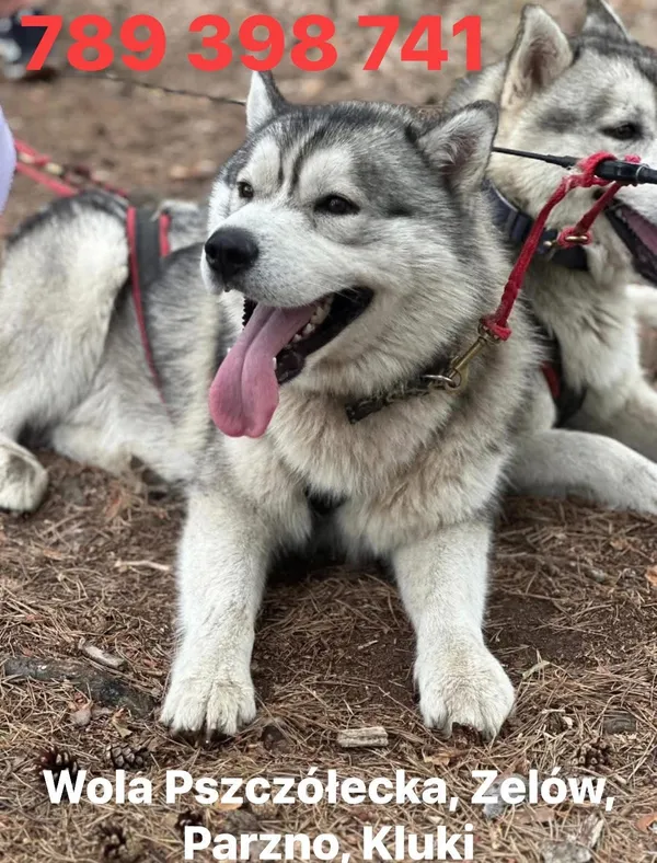 Zaginął pies, Wola Pszczółecka, 3 stycznia 2026 (1/2)