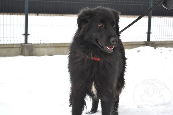 Pies do adopcji, Chełmek, 24 listopada 2025