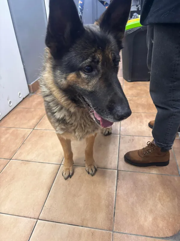 Pies do adopcji, Sosnowiec, 2 stycznia 2026