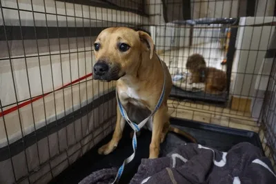 Pies do adopcji, Kraków, 19 grudnia 2025