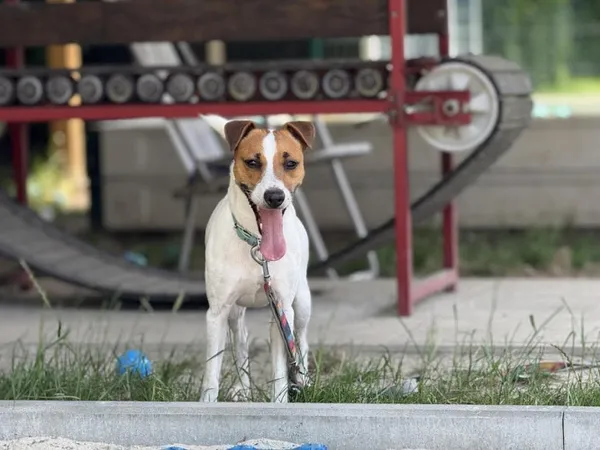 Pies do adopcji, Kraków, 19 grudnia 2025