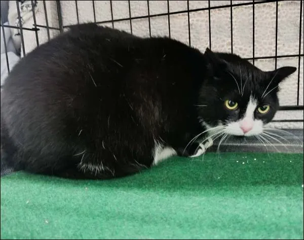 Znaleziono kota, Grudziądz, 3 stycznia 2026