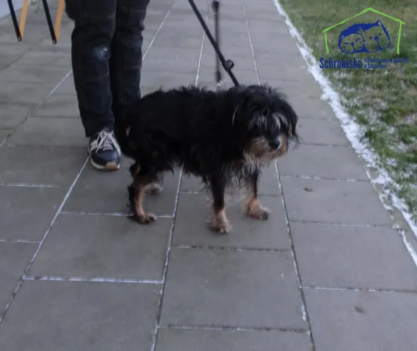 Znaleziono psa, Szczecin, 2 stycznia 2025